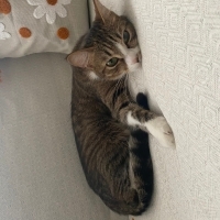 Tuvalet e..