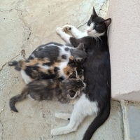 3 küçük yavruya acil yuva aranıyor