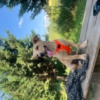 Labrador..