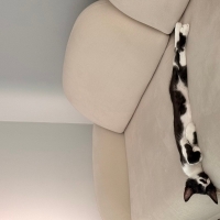 Oreo (Tux..
