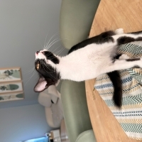 Tuxedo Te..