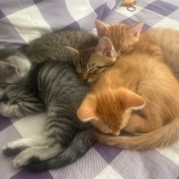 3 tatlı g..