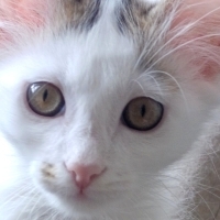 Çok acil..