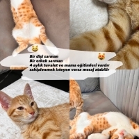 2 adet sa..