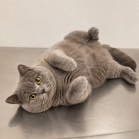 Acil ücretsiz british shorthair ömürlük yuva