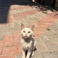 Beyaz kız..