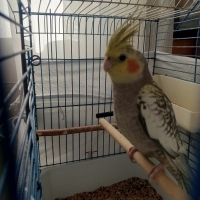 SULTAN PA..