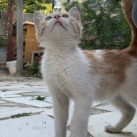 Oyun oyna..