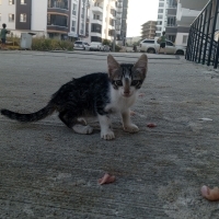 Yavru erk..