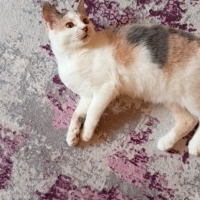 Pakize iç..