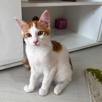 Simbamız..