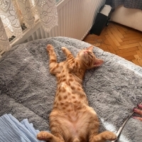 Gri, sarm..