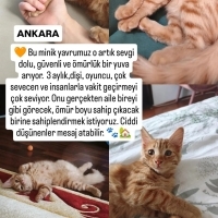 Kalıcı yu..