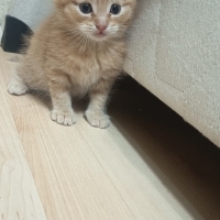 Ömür boyu..