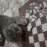 Uykucu ak..
