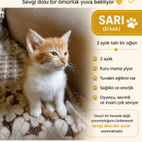 2 aylık y..