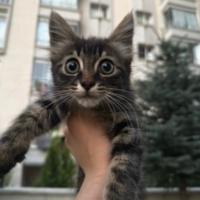 1.5 aylık..