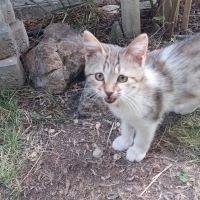 Ömürlük y..