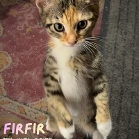 Yavru kedi Fırfır (Tek başına ya da kardeşleriyle)