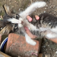 Minik yen..