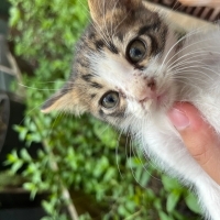 Üzgün Minnak kedi
