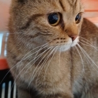 Dişi kısı..