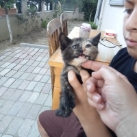 Kalıcı yu..
