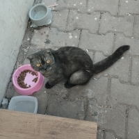 Siteye te..