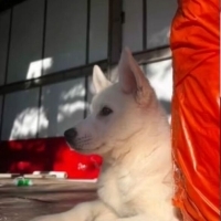 Börü yeni..
