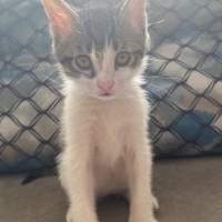 TOFU İÇİN..
