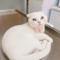 Acil ücretsiz scottishfold ömürlük yuvasını arıyoruz