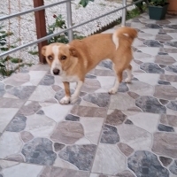 Barınağa..
