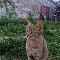 Kedilerim..