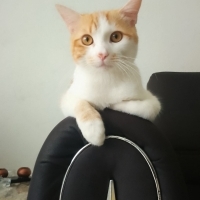 Çok cana..
