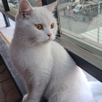 MELONİ ÖM..
