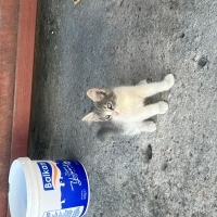İki küçük..