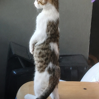 TOMBİK OĞLAN YUVA ARIYOR