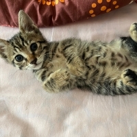Kaputtan çıkan 1 aylık minik kız yuva arıyor