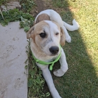 Casper kı..