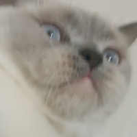 dişi kısır kedi