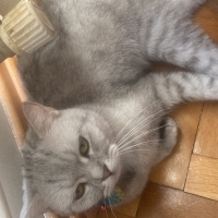 Cins kedi..