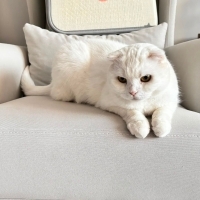 Pamuk Ked..