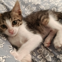 KÜÇÜK KEDİ ACİ...