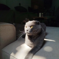 Sokağa at..