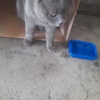 British Kedi İ...