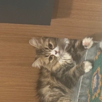Sevgi dol..