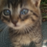 Minik şir..