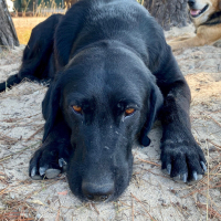 Labrador..