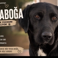 Labrador..