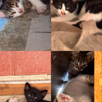 4 minik oyuncul yavru, ömürlük yuva arıyoruz